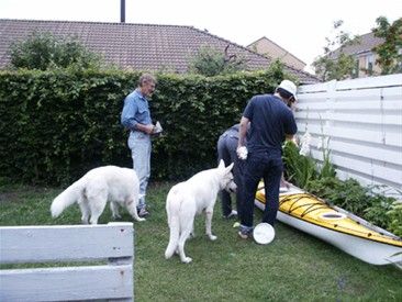 Hvid Schæfer og Hvid Schweizisk Hyrdehund mødes i haven, men ingen kan se forskel på de to racer.