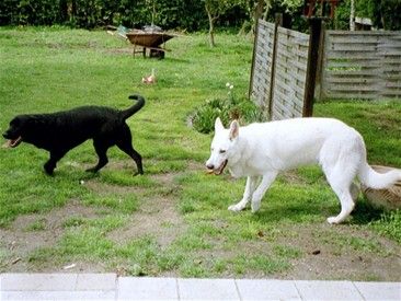 En hvid Schæfer kan altid godt med andre hunde, men hundens pels skal være hvid, og helst uden gyldne farver på ører eller ryg