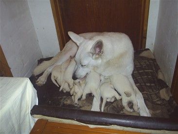 Kia fødte den 12. oktober 2005 sit første kuld hvalpe i Rødovre