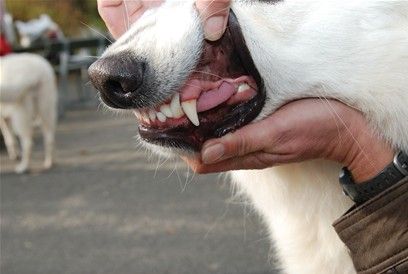 Hold hånden under hagen når tænderne vises frem, så hunden kan følge med i hvad der sker