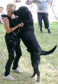 En glad dansende hund vil gerne vise 