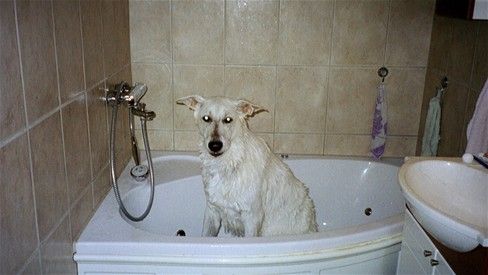Når man passer sin hund fornuftigt anbefales det at hunden vaskes højst 2 gange om året. Langpelsede hunde har større behov for vask, her skader det ikke at bade hunden oftere op til hver 3 måned. 

