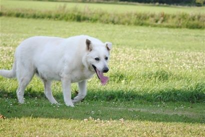 Nero var en stor dejlig hund med et glad sind og en god repræsentant fra racen er gået bort