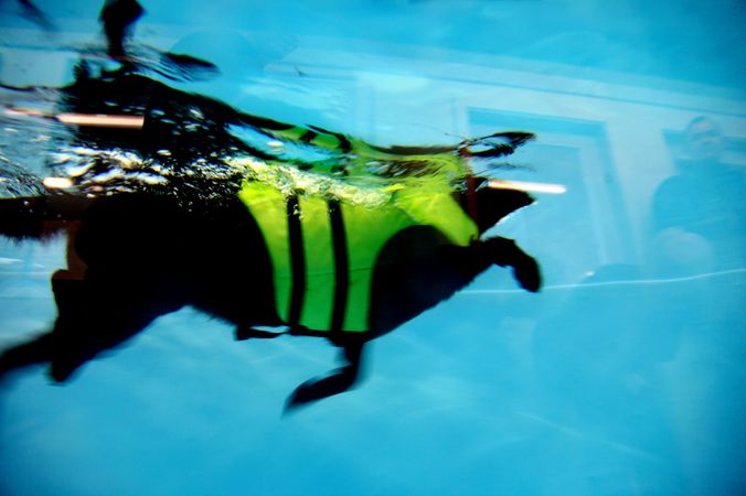 I Enggårdens svømmehal kan du igennen udervandsruder se hvordan din hund bevæger sig under vandet i svømmehallen. Privat foto lånt af Henriette Linde