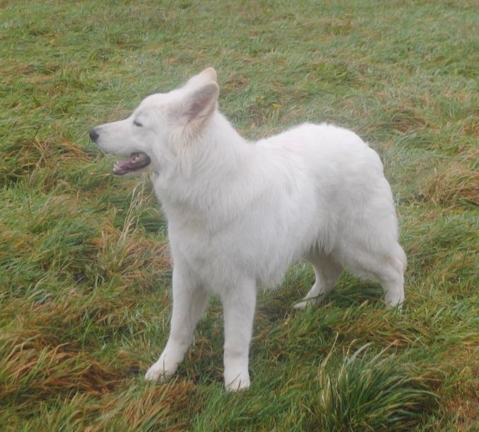 Dingo dejlig hvid efter et bad og en gang hundebalsam i den langhåredde pels.